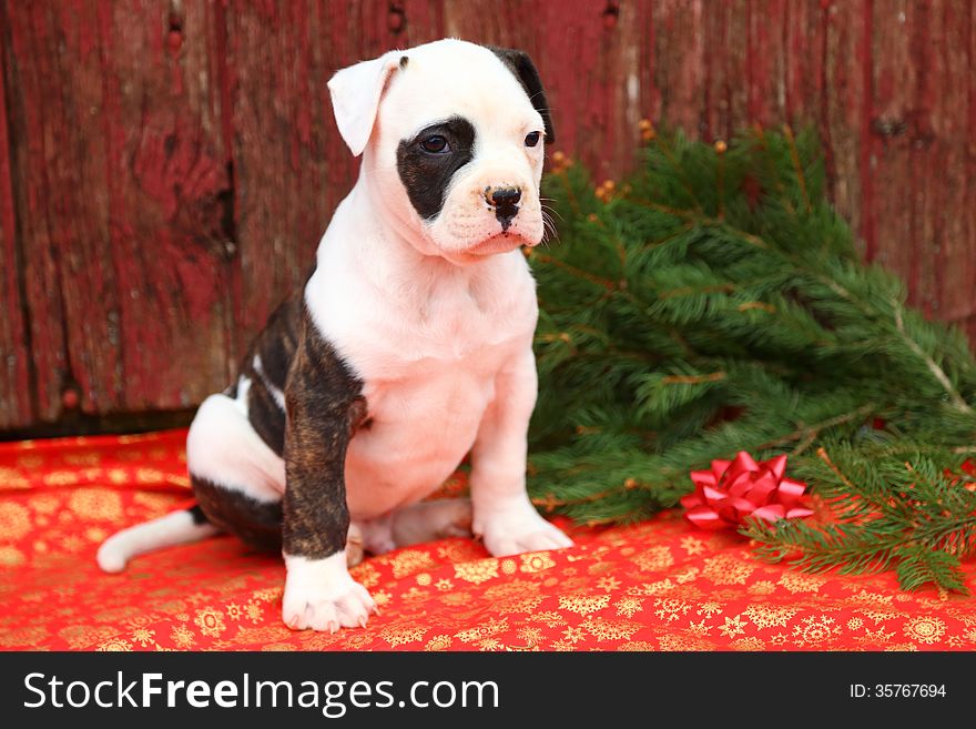 An American Bulldog puppy sits in front of an old red barn. The red and gold snowflake printed blanket and fresh cut evergreens give this image a Christmas vibe. An American Bulldog puppy sits in front of an old red barn. The red and gold snowflake printed blanket and fresh cut evergreens give this image a Christmas vibe.