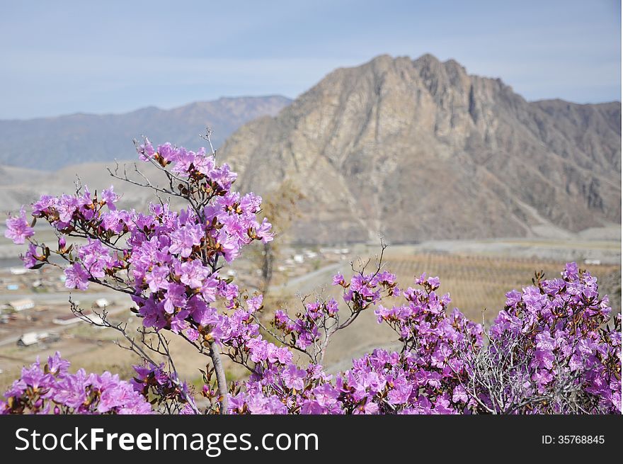 Beautiful purple flowers