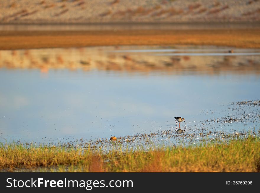 Black Winged Stilt Looking For Food