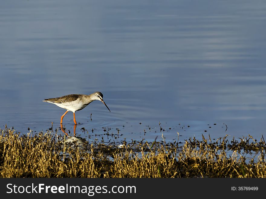 Black winged stilt