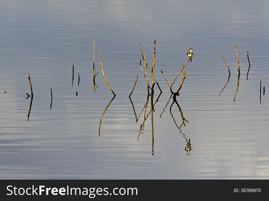 Wagtail Standing On A Branch