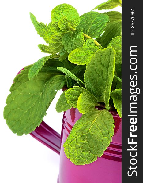 Perfect Raw Fresh Green Mint Leafs in Purple Tin Bucket closeup on white background