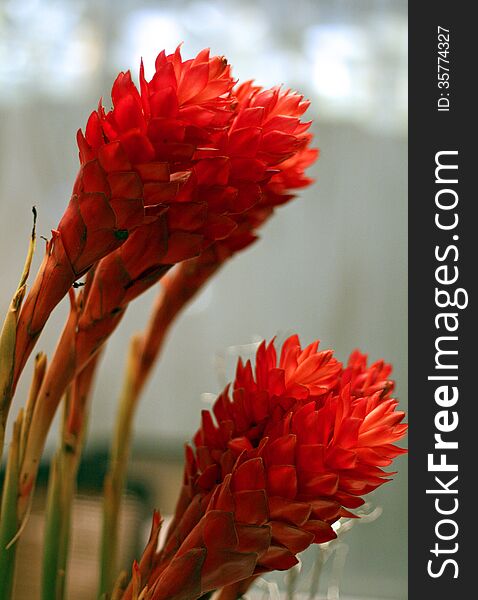 A group of red ginger flowers in a floral arrangement