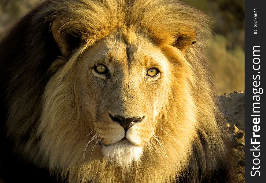 Close up of a magnificent male lion with a black mane and yellow eyes. Taken in late afternoon sun light in South Africa. Close up of a magnificent male lion with a black mane and yellow eyes. Taken in late afternoon sun light in South Africa.