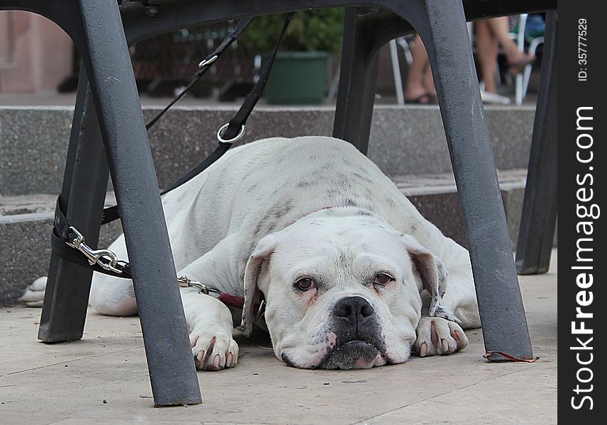 English bulldog lying under a chair with sad expression. English bulldog lying under a chair with sad expression