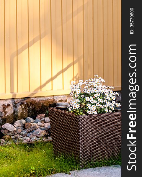 Flower of chamomile in a wicker vase on the terrace