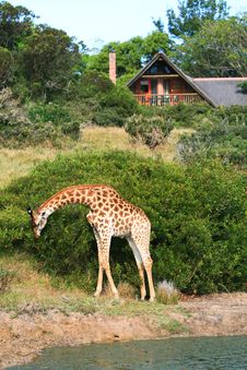 Giraffe Outside Game Lodge In South Africa Royalty Free Stock Photography Giraffe Outside Game Lodge In South Africa Royalty Free Stock Photography
