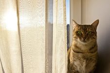 Cat Staring Into Camera And Sits On The Window Board Stock Photography