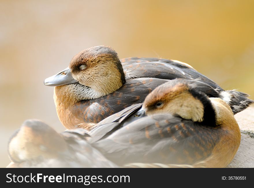 Hazy sleeping ducks set against a green yellow background