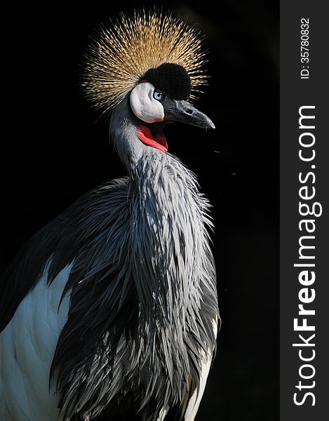 A tall Grey Crowned Crane africa balearica with beautiful grey plumage, photographed in South Africa.