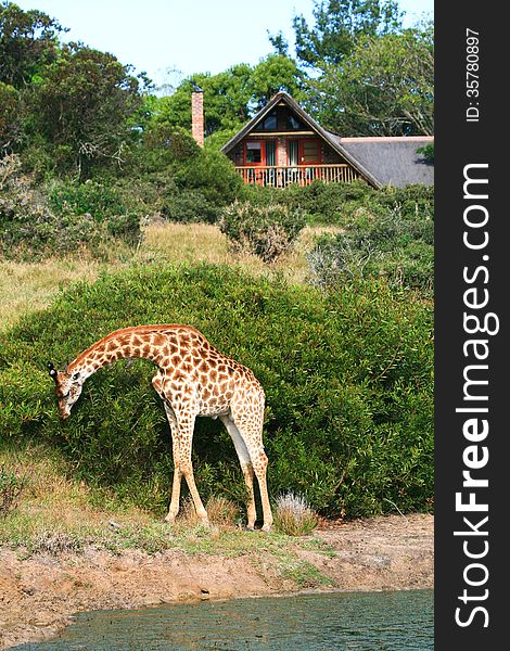 A giraffe Giraffa camelopardalis browses on shrubs outside a game lodge in South Africa. A giraffe Giraffa camelopardalis browses on shrubs outside a game lodge in South Africa.