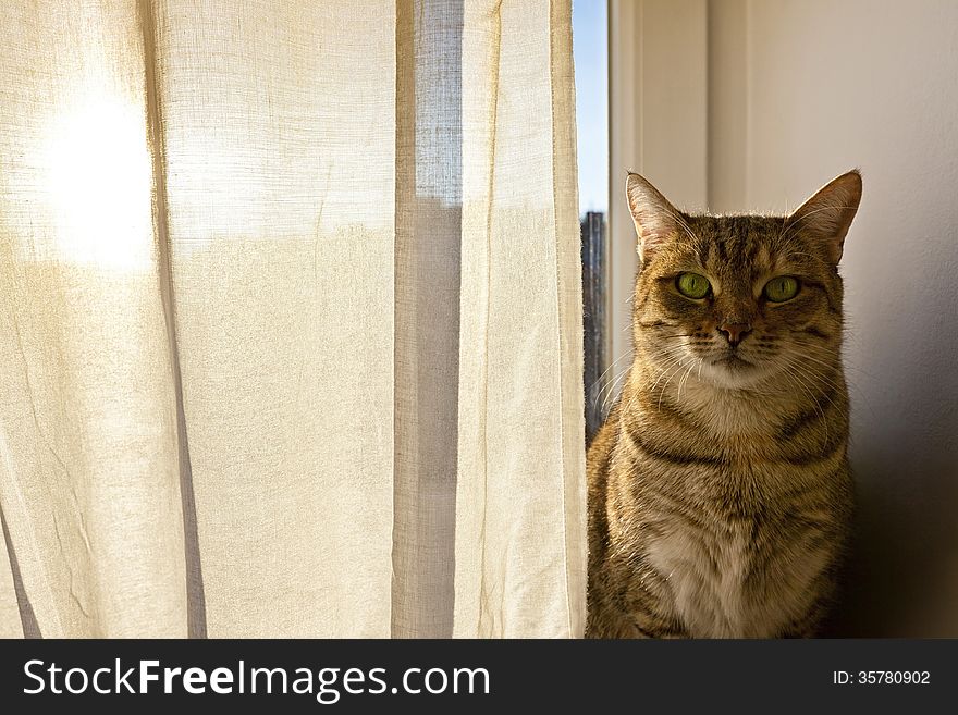Cat staring into the camera and sits on the window board on a sunny day. Cat staring into the camera and sits on the window board on a sunny day