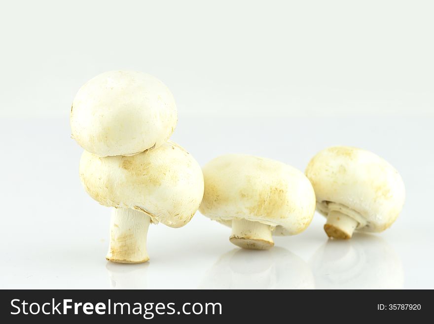 Mushrooms standing in a row