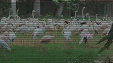 Flamingo Birds Royalty Free Stock Images Flamingo Birds Royalty Free Stock Images