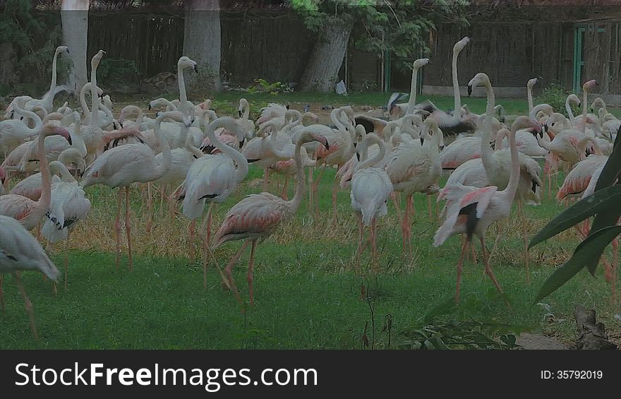 Flamingo Birds in the green landscape with nice colors