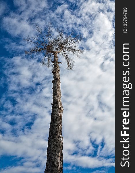 Giant tree rise against blue sky