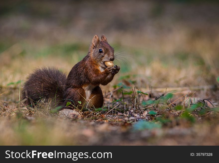 Squirrel in the Park.