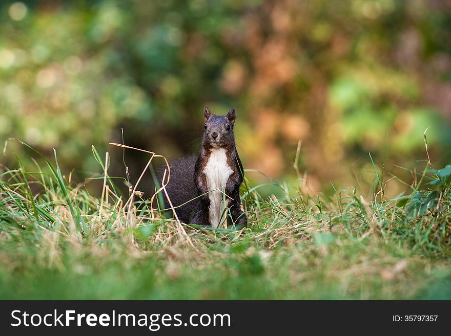 Squirrel in the Park.