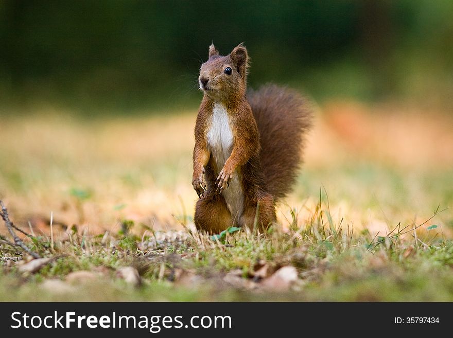 Squirrel in the Park.