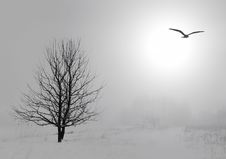 Misty Winter Landscape Stock Photos