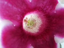 Flower Stock Photography Flower Stock Photography