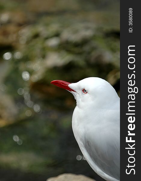 This silver gull from Australia appears to be deep in thought.