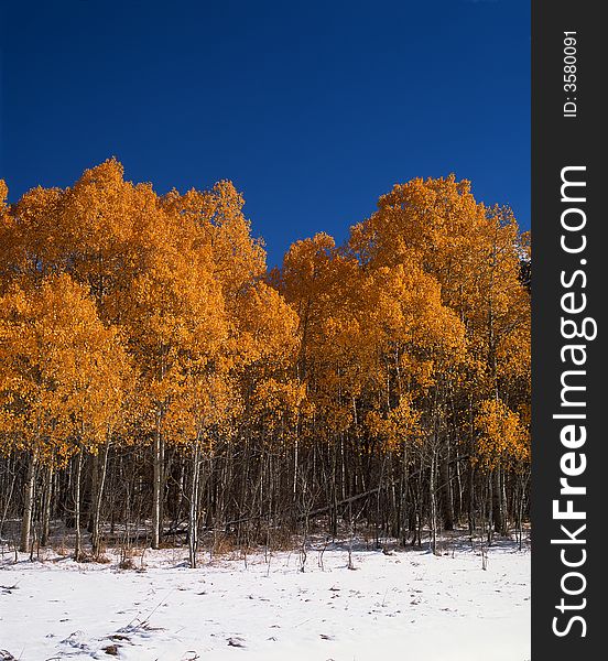 A Patch of Birch and Aspen trees against a blue sky. A Patch of Birch and Aspen trees against a blue sky