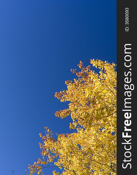Yellow leaves in the blue sky