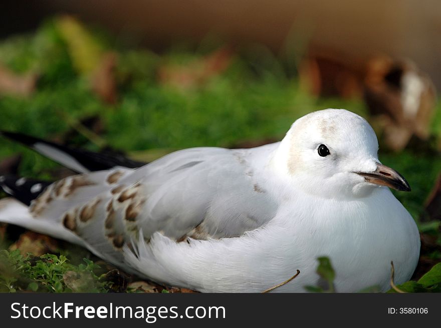 This seagull appears to be taking a relaxing break on land. This seagull appears to be taking a relaxing break on land.