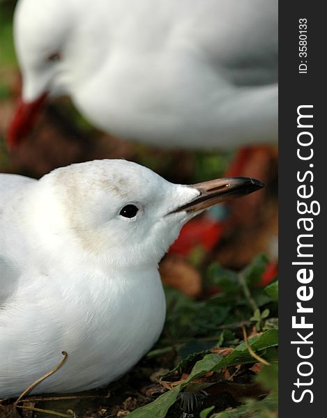 This images shows one seagull in the foreground in sharp detail with another seagull in the background out of focus. This images shows one seagull in the foreground in sharp detail with another seagull in the background out of focus.