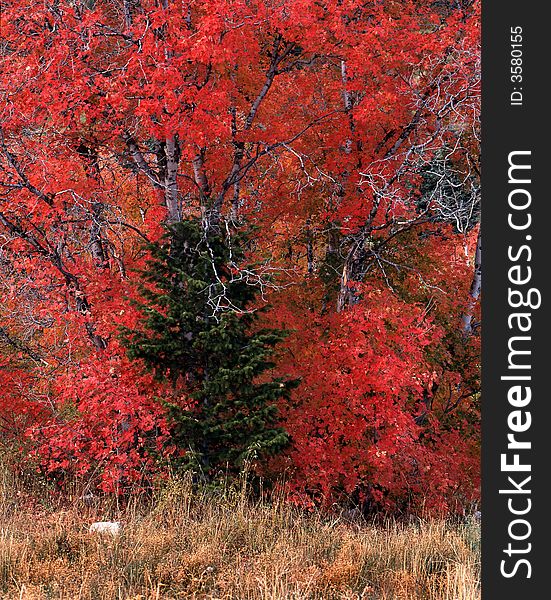 A spruce tree enveloped in Red Maple leaves in Autumn. A spruce tree enveloped in Red Maple leaves in Autumn