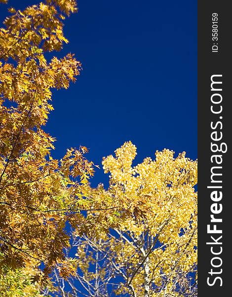 Yellow leaves in the blue sky