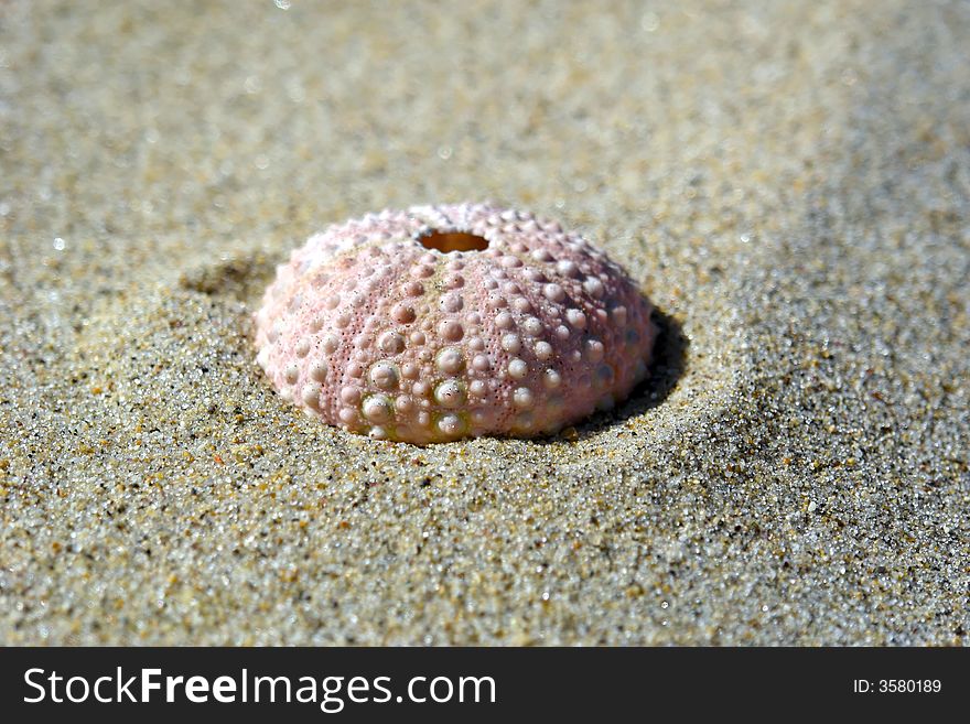 A round bumpy shell sits on the beach in the sunshine. A round bumpy shell sits on the beach in the sunshine