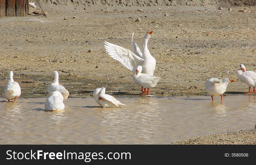 Several white geese at waterside