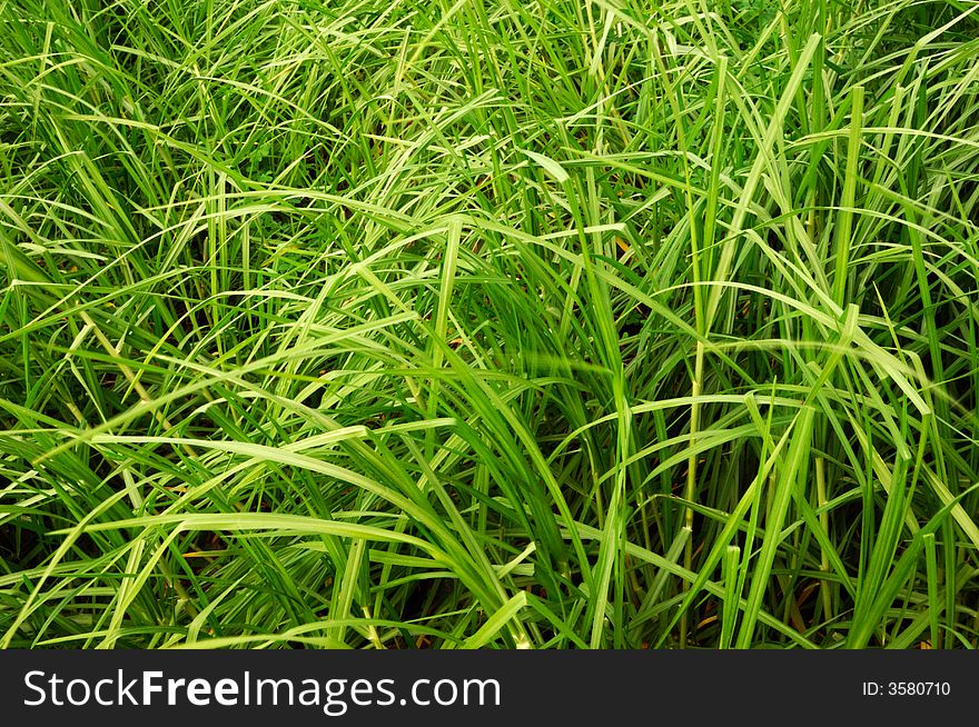 Image shows big blades of wild green grass filling the frame. Image shows big blades of wild green grass filling the frame