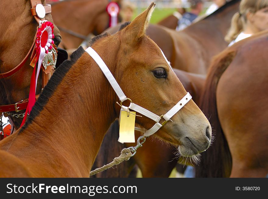 A foal in a crowd of other horses at a horse show. Ready to be sold. (Note the label onits bridle). A foal in a crowd of other horses at a horse show. Ready to be sold. (Note the label onits bridle)