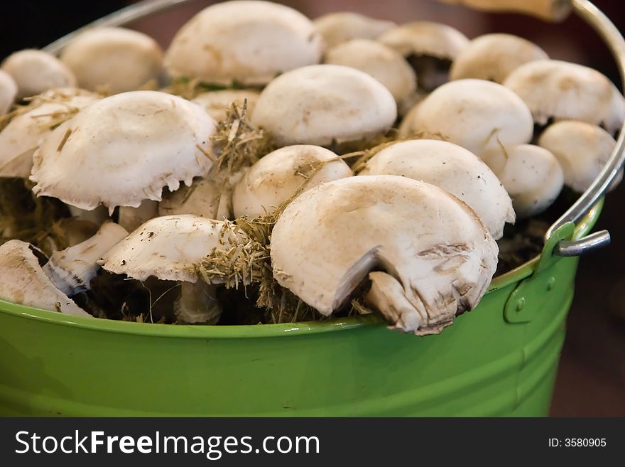 Mushrooms growing in a bucket