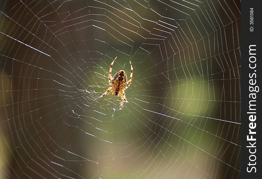 Small spider on white glossy wide cobweb. Small spider on white glossy wide cobweb