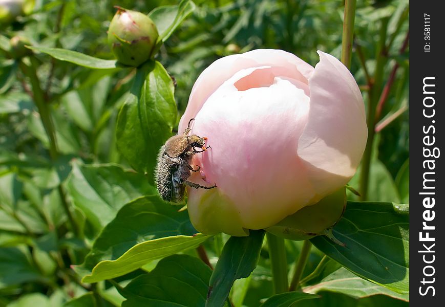 A close-up of the beetle on flower of peony. Summer. Russian Far East, Primorye. A close-up of the beetle on flower of peony. Summer. Russian Far East, Primorye.