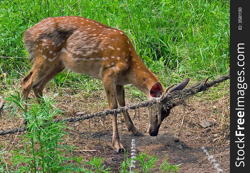 A sika (spottid) deer is afouling with its horns in net. Russian Far East, Primorye. A sika (spottid) deer is afouling with its horns in net. Russian Far East, Primorye.