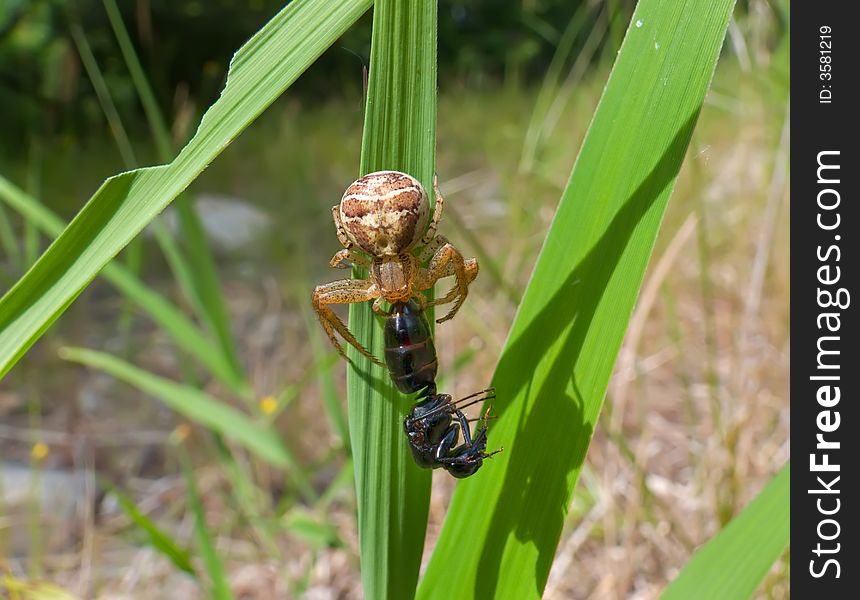 A close up of the small spider on grass with caught ant. South of Russian Far East. A close up of the small spider on grass with caught ant. South of Russian Far East.