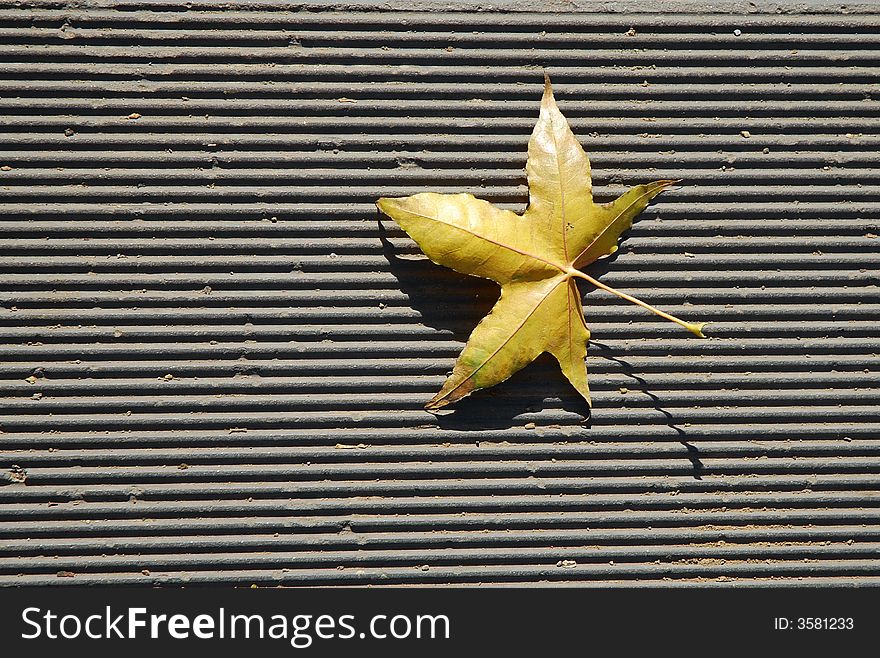 A  leaf on the ground
