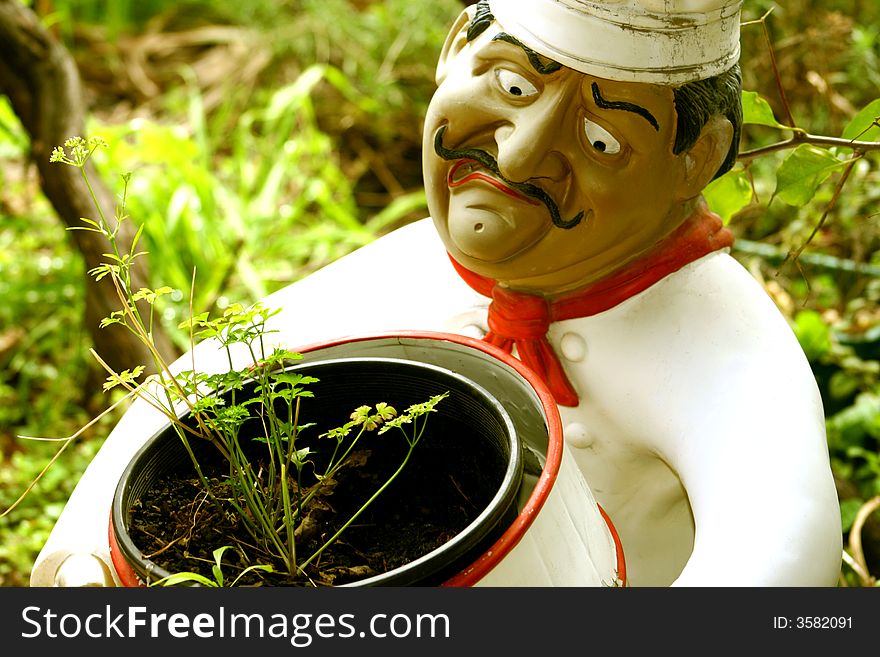 Parsley in a pot in the garden.