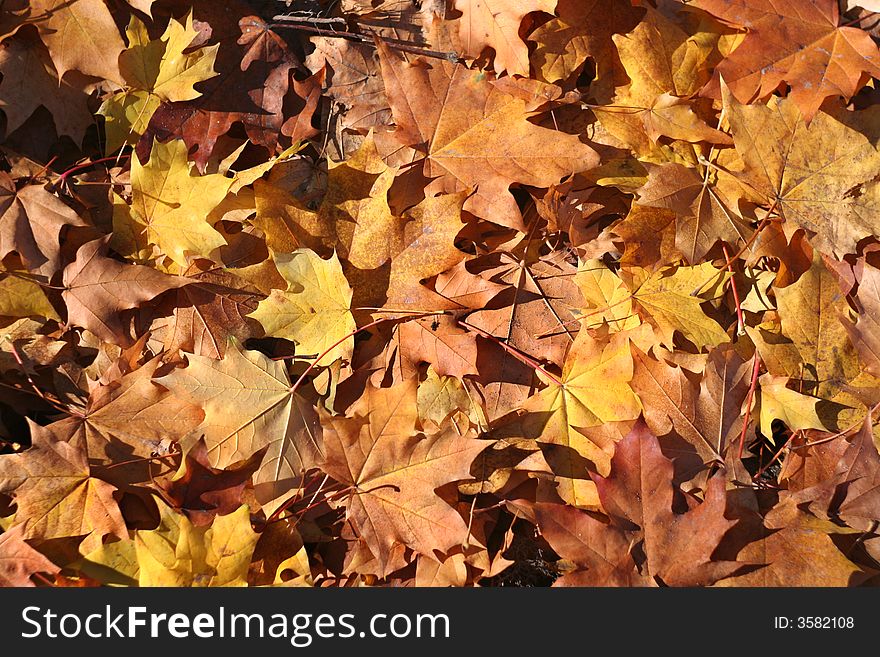 Composition of color autumn leaves