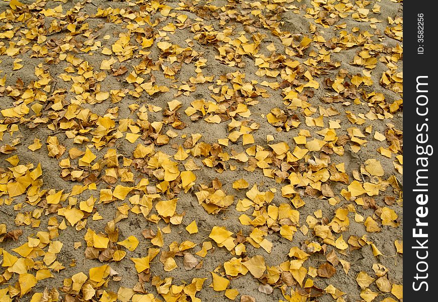 Texture of autumnal leaves for backgrounds. Texture of autumnal leaves for backgrounds