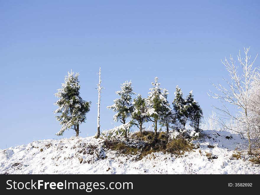 The bright sun. Some small fur-trees on small hill. The pure blue sky.