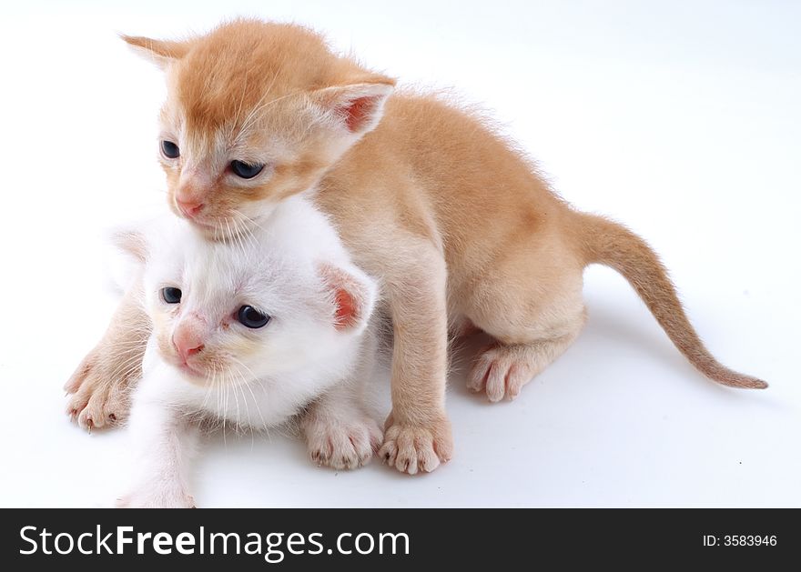 Two young kitty playing with white back ground