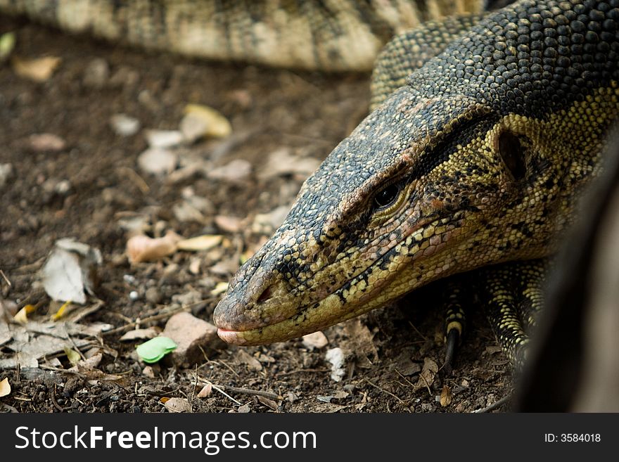 Image of water monitor lizard in Thailand. Image of water monitor lizard in Thailand