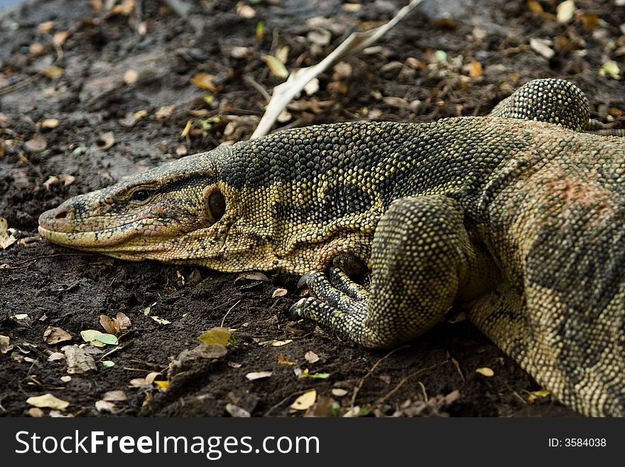 Image of water monitor lizard in Thailand. Image of water monitor lizard in Thailand