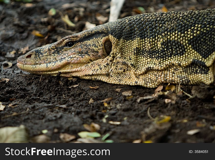 Image of water monitor lizard in Thailand. Image of water monitor lizard in Thailand